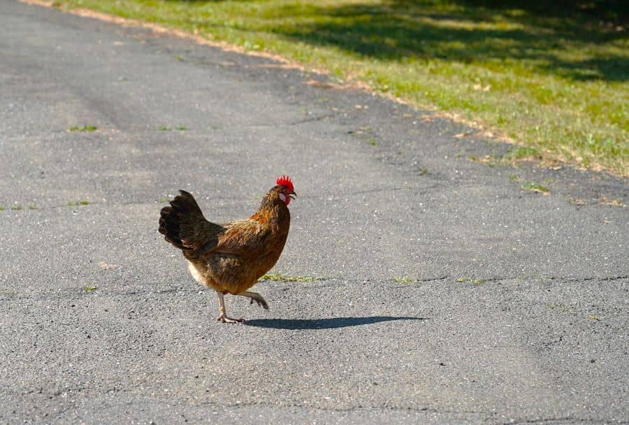 Pun examples chicken crossing the road poultry in motion